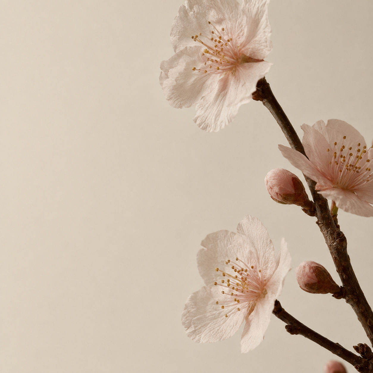 Starlit Night Cherry Blossom Odor-Fresh Roll-On 20 mL