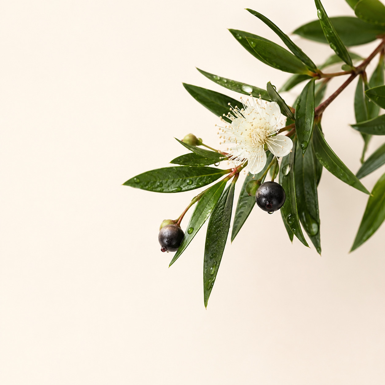 Rain Myrtle Car Fragrance · Classic 13 g