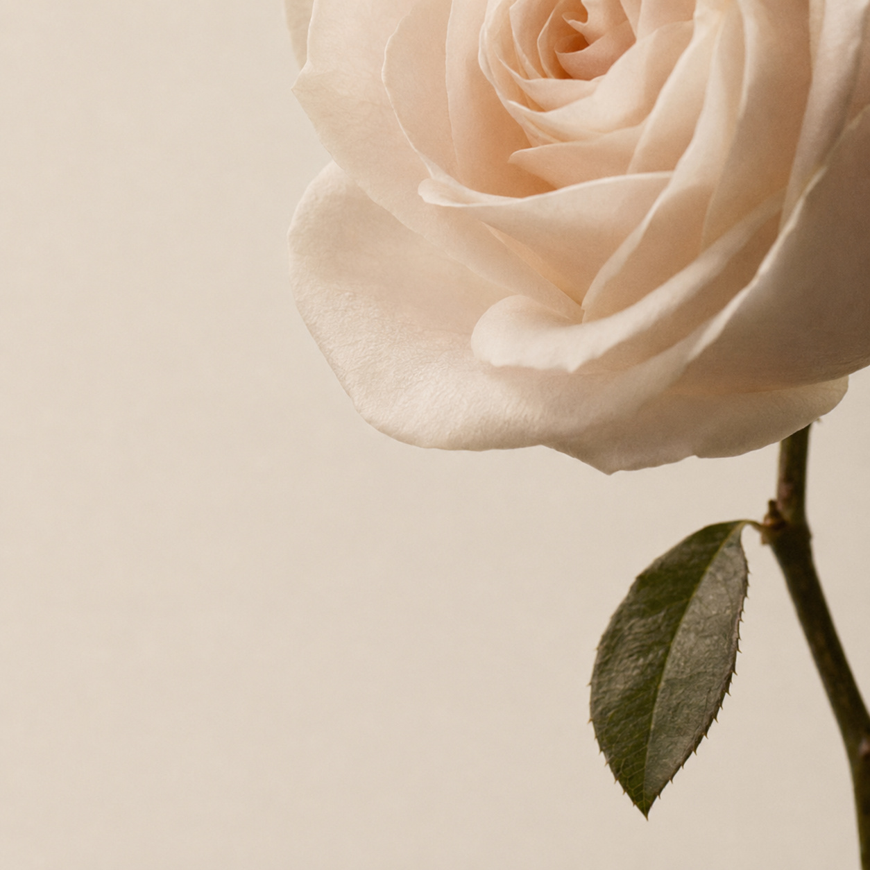 Rose Poetry Hand Cream 65ml
