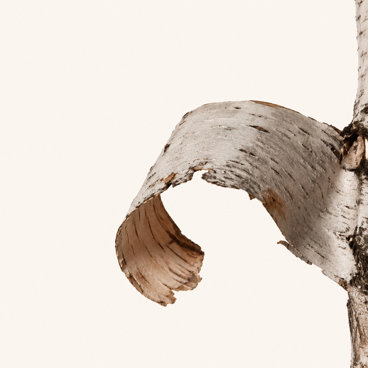 The Forest Car Fragrance · Classic 13 g