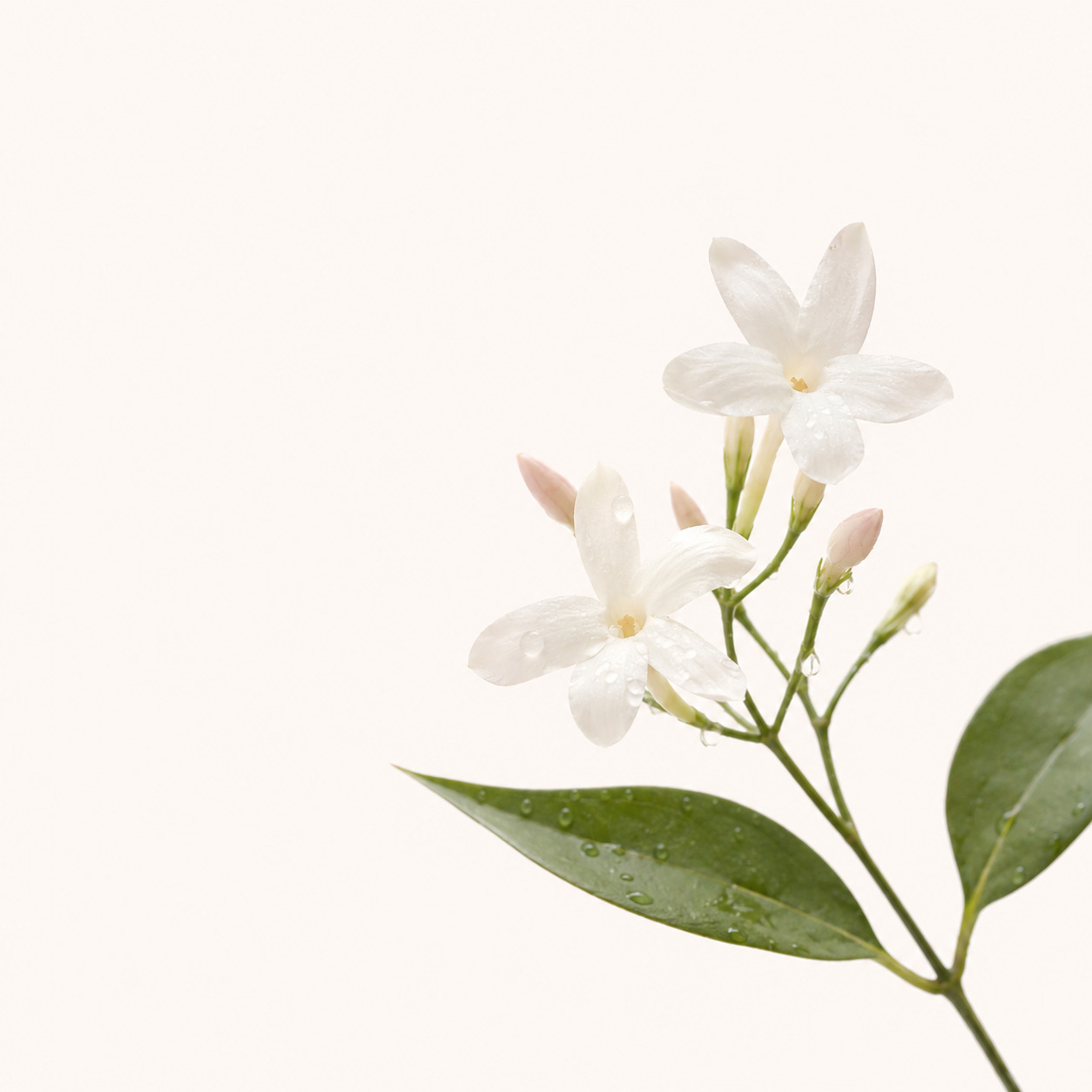 Rain Myrtle Car Fragrance · Classic 13 g