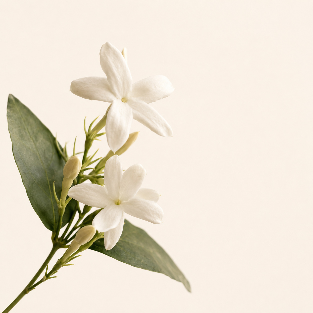 Saipan Holiday Car Fragrance · Petite Chic Ver 13 g