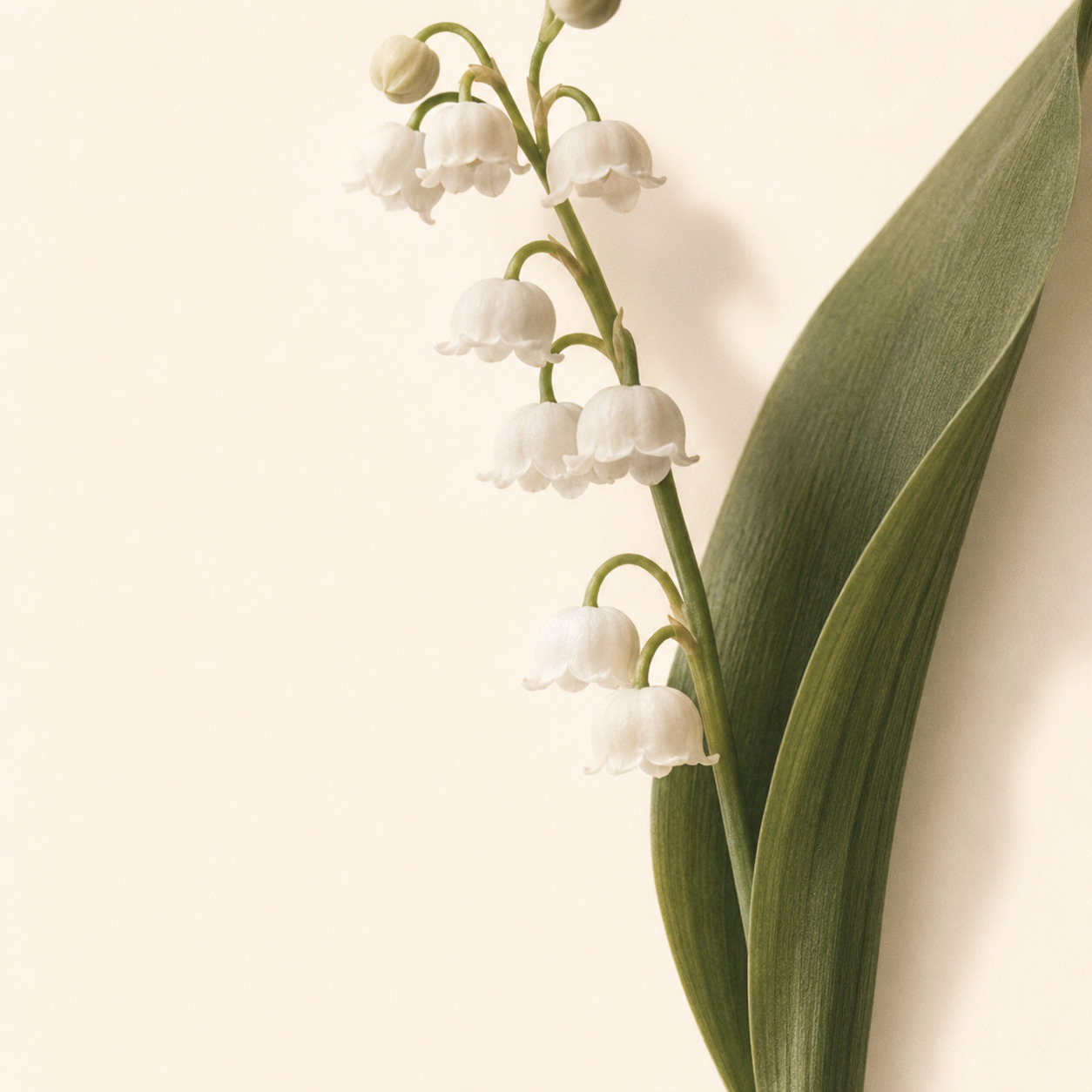 Spring Wilderness Hand Cream 65mL