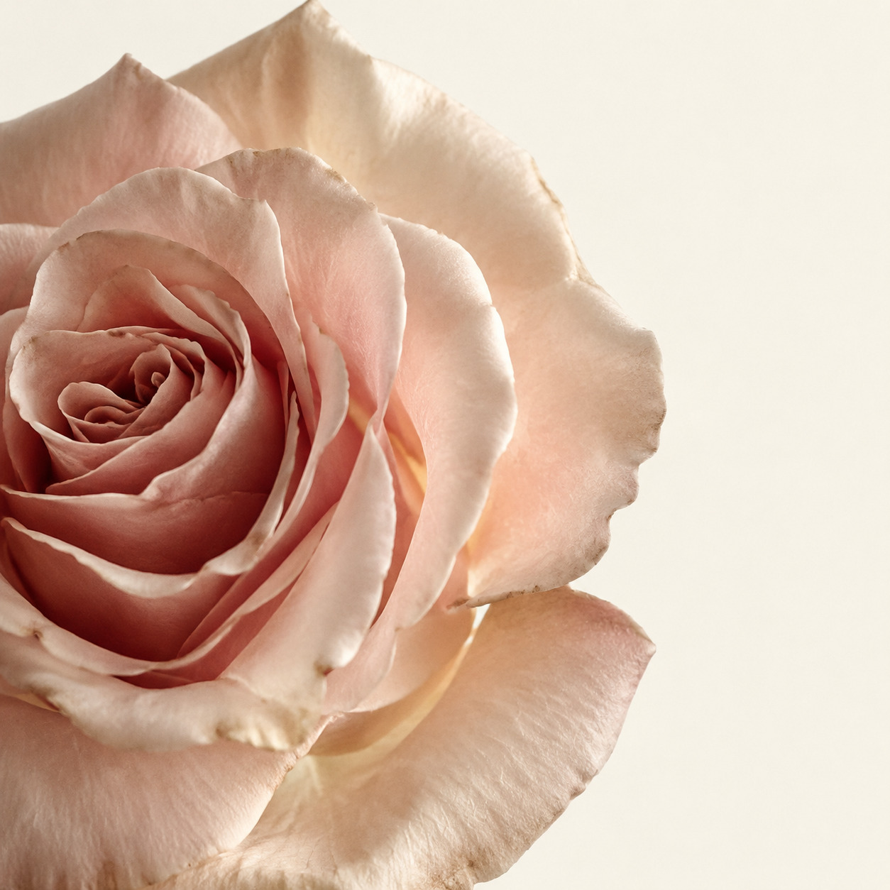 You're Most Precious Fragrance Moist Hand Cream · Limited Edition 35 mL