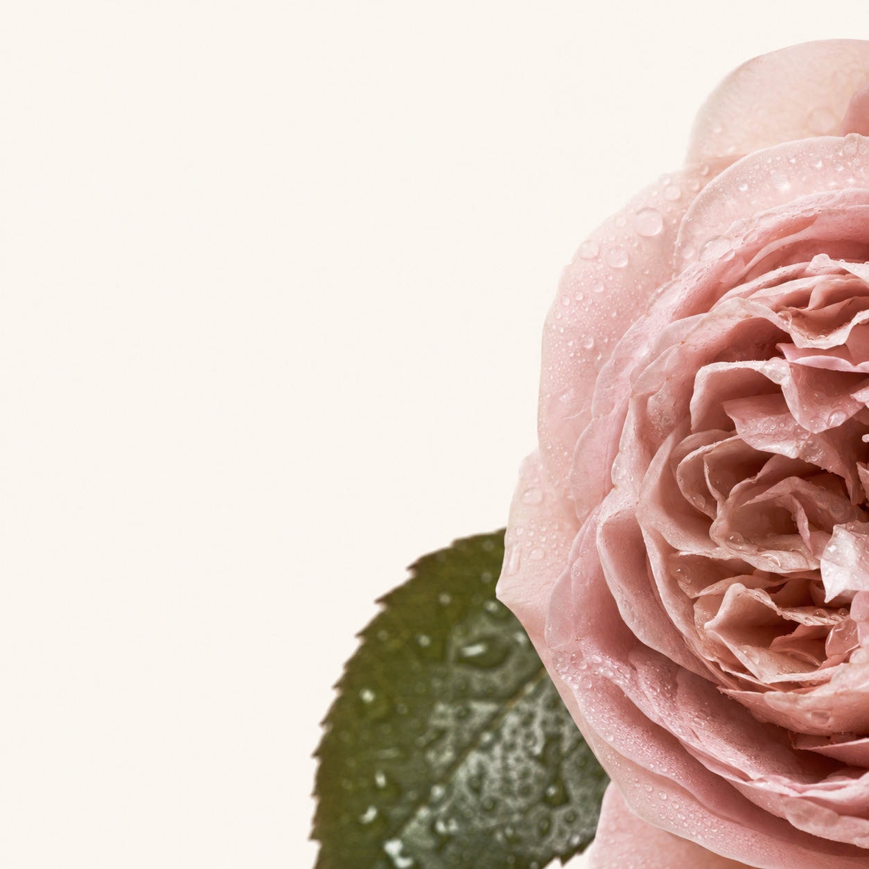 Rain Myrtle Car Fragrance · Classic 13 g