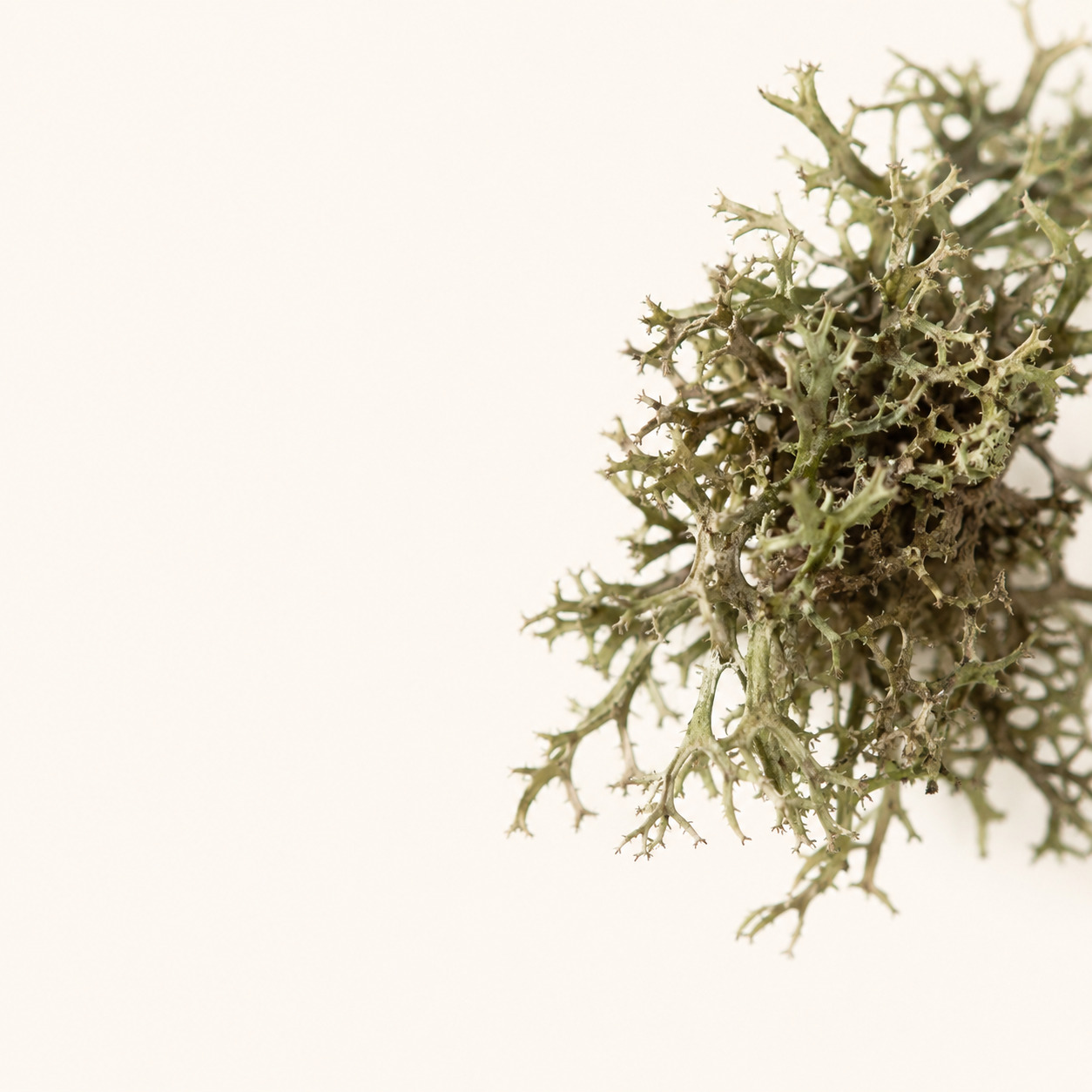 The Forest Car Fragrance · Classic 13 g
