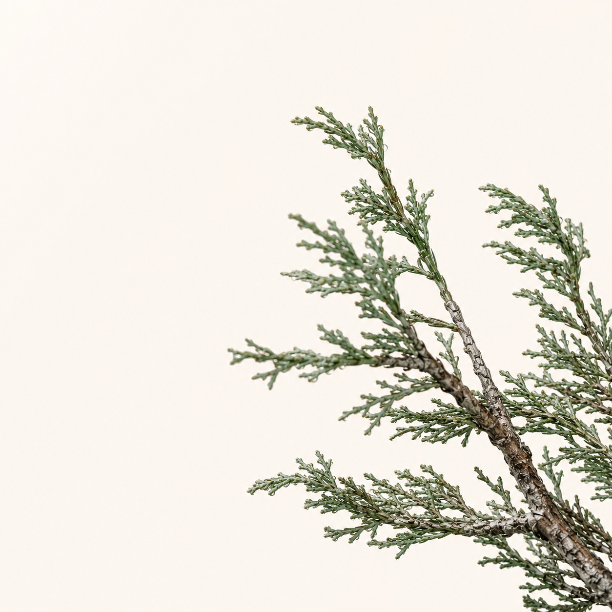 Rain Myrtle Car Fragrance · Classic 13 g